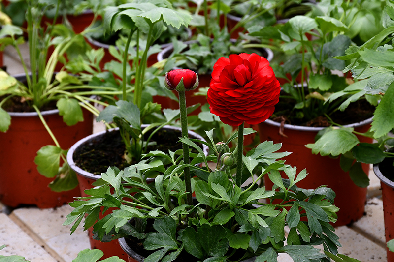 Autors: Ivars Bogdanovs