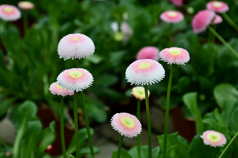 Autors: Ivars Bogdanovs