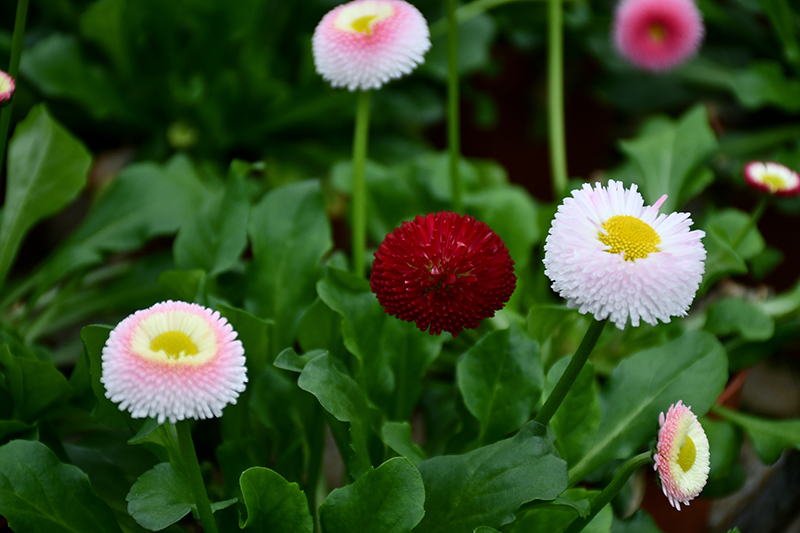 Autors: Ivars Bogdanovs