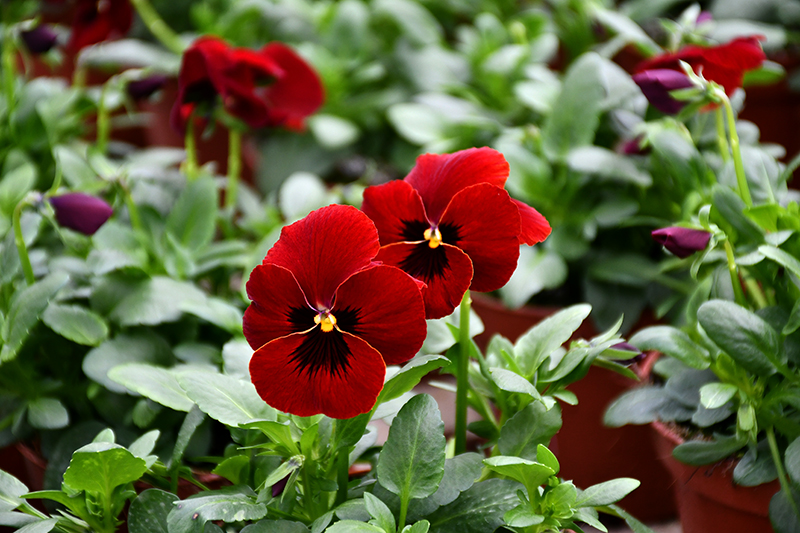 Autors: Ivars Bogdanovs