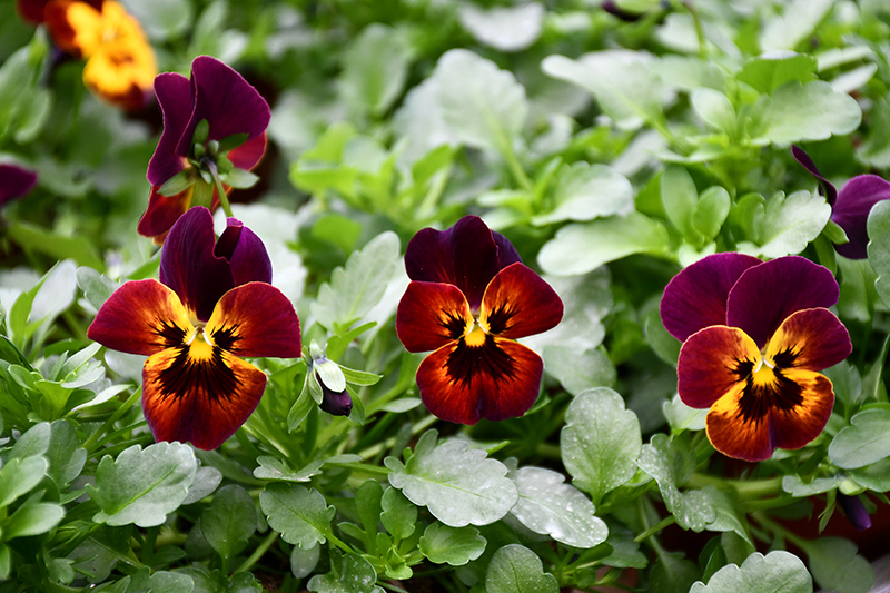 Autors: Ivars Bogdanovs