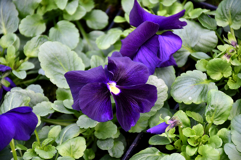 Autors: Ivars Bogdanovs