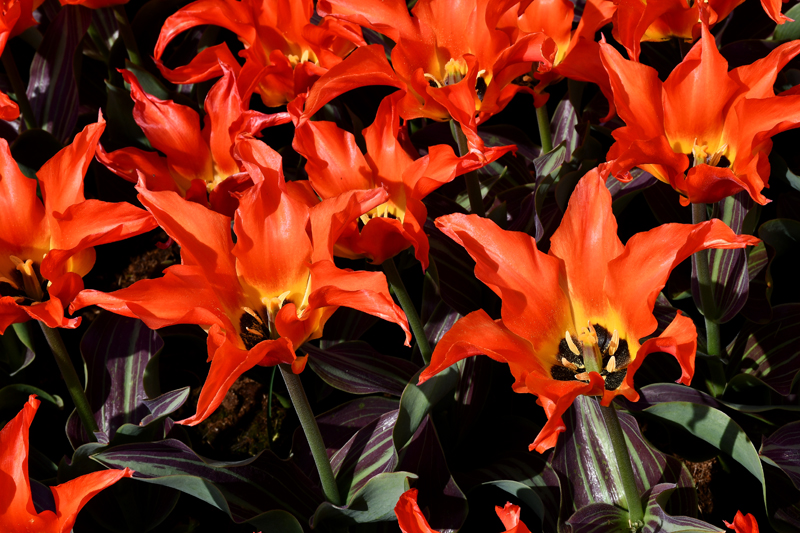 Autors: Ivars Bogdanovs