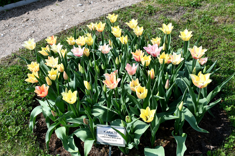 Autors: Ivars Bogdanovs