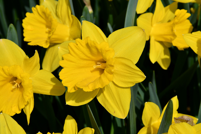 Autors: Ivars Bogdanovs