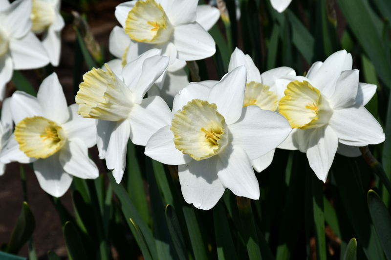 Autors: Ivars Bogdanovs