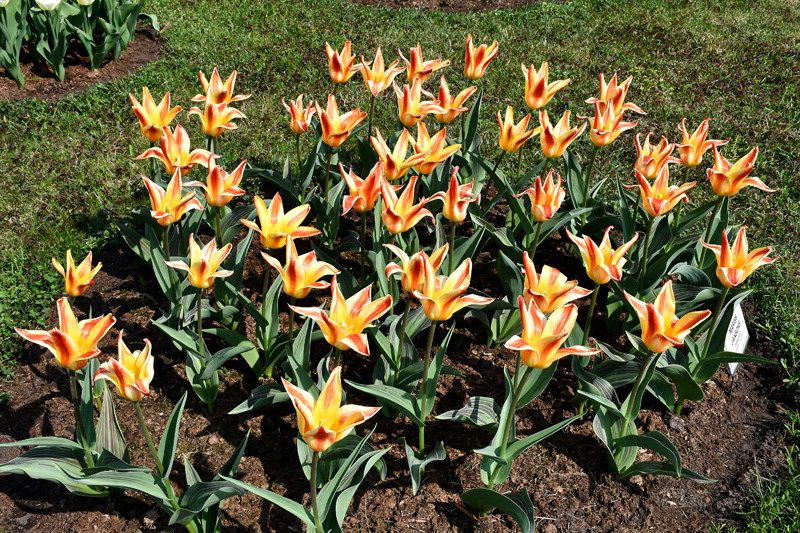 Autors: Ivars Bogdanovs