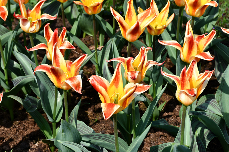 Autors: Ivars Bogdanovs