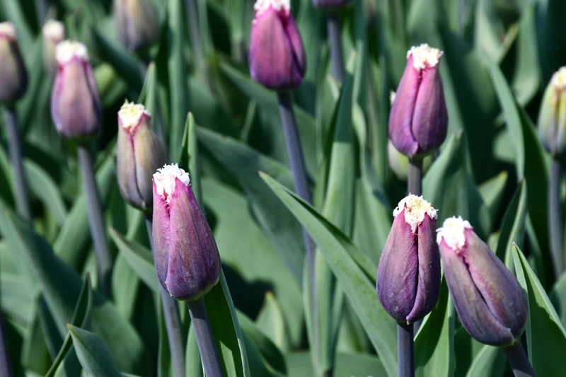 Autors: Ivars Bogdanovs