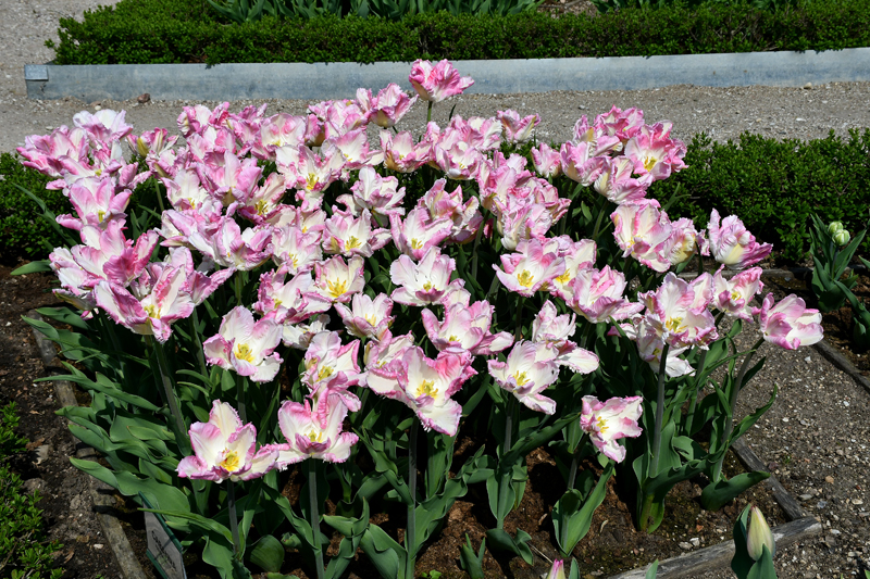 Autors: Ivars Bogdanovs