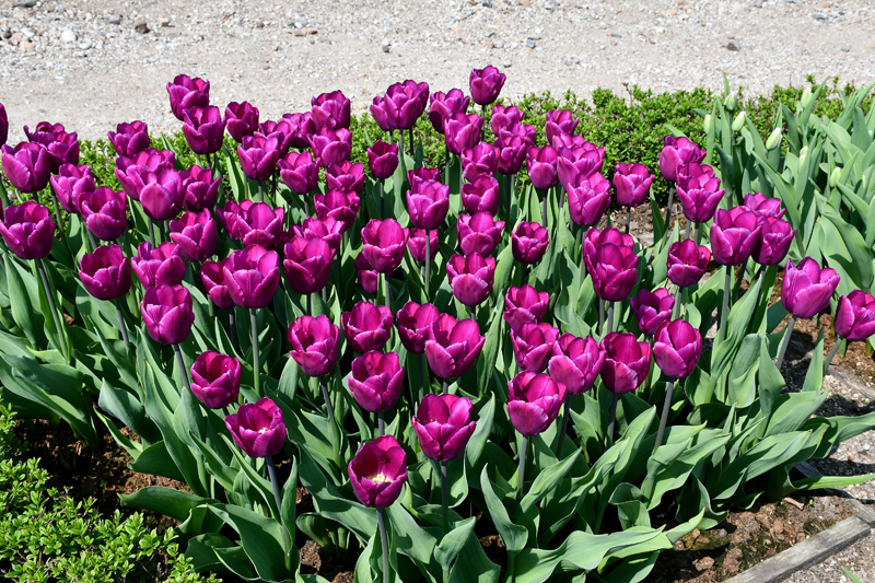 Autors: Ivars Bogdanovs