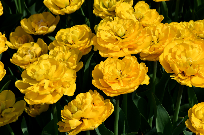 Autors: Ivars Bogdanovs