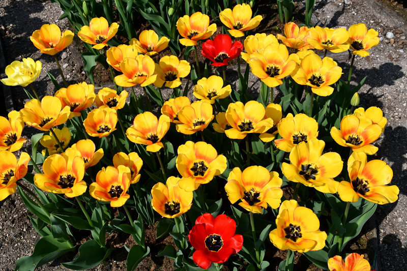 Autors: Ivars Bogdanovs