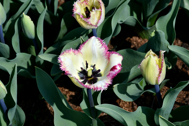 Autors: Ivars Bogdanovs