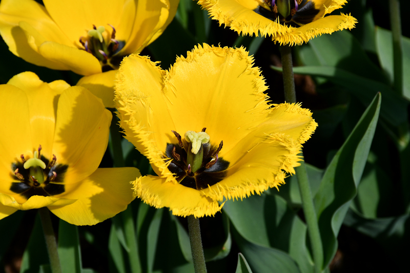 Autors: Ivars Bogdanovs