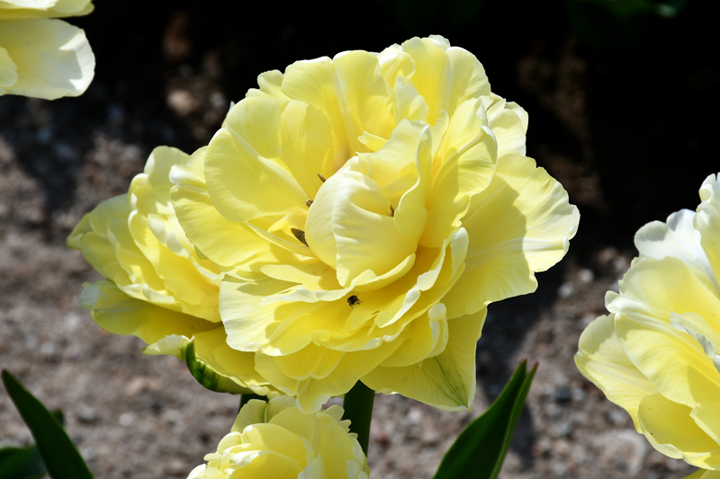 Autors: Ivars Bogdanovs