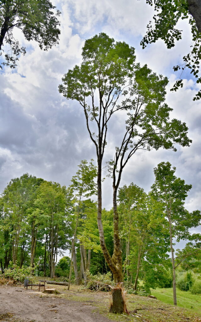 Autors: Uldis Varnevičs