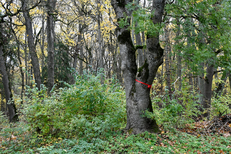 Autors: Ivars Bogdanovs