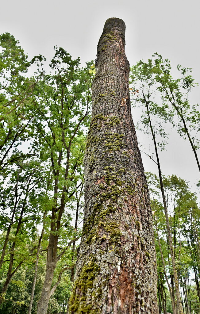 Autors: Uldis Varnevičs