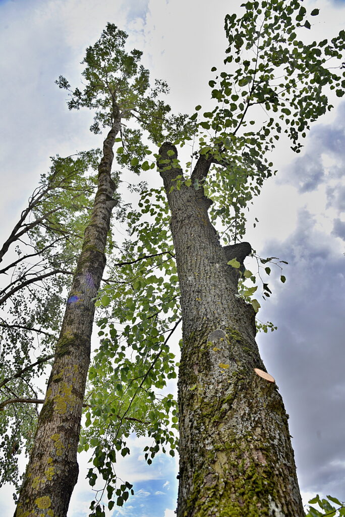 Autors: Uldis Varnevičs