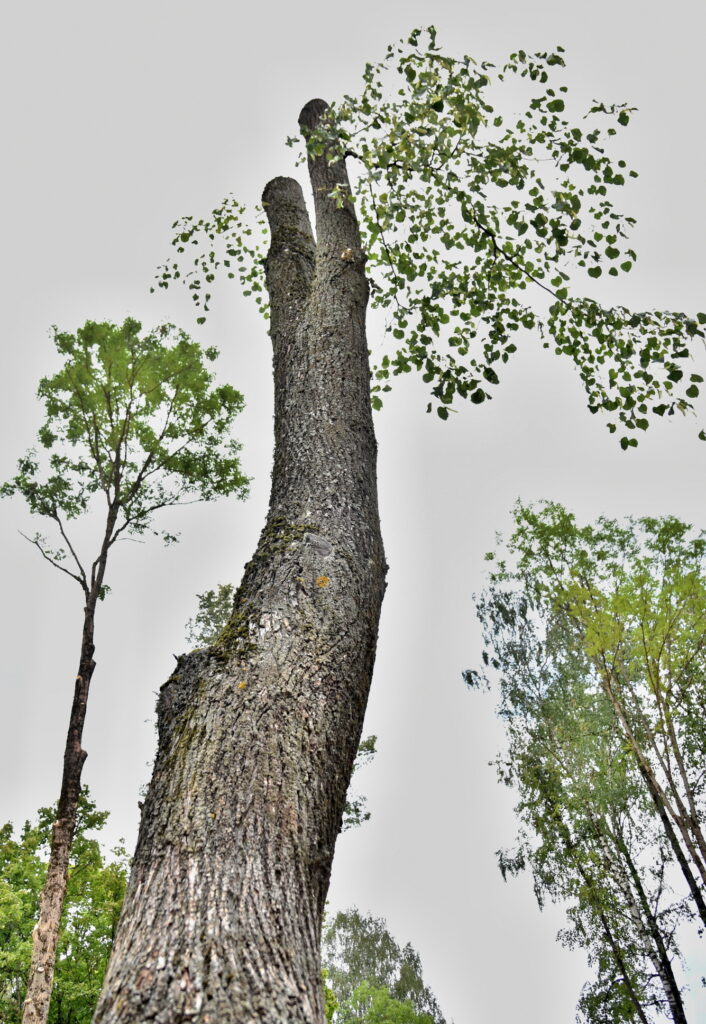 Autors: Uldis Varnevičs