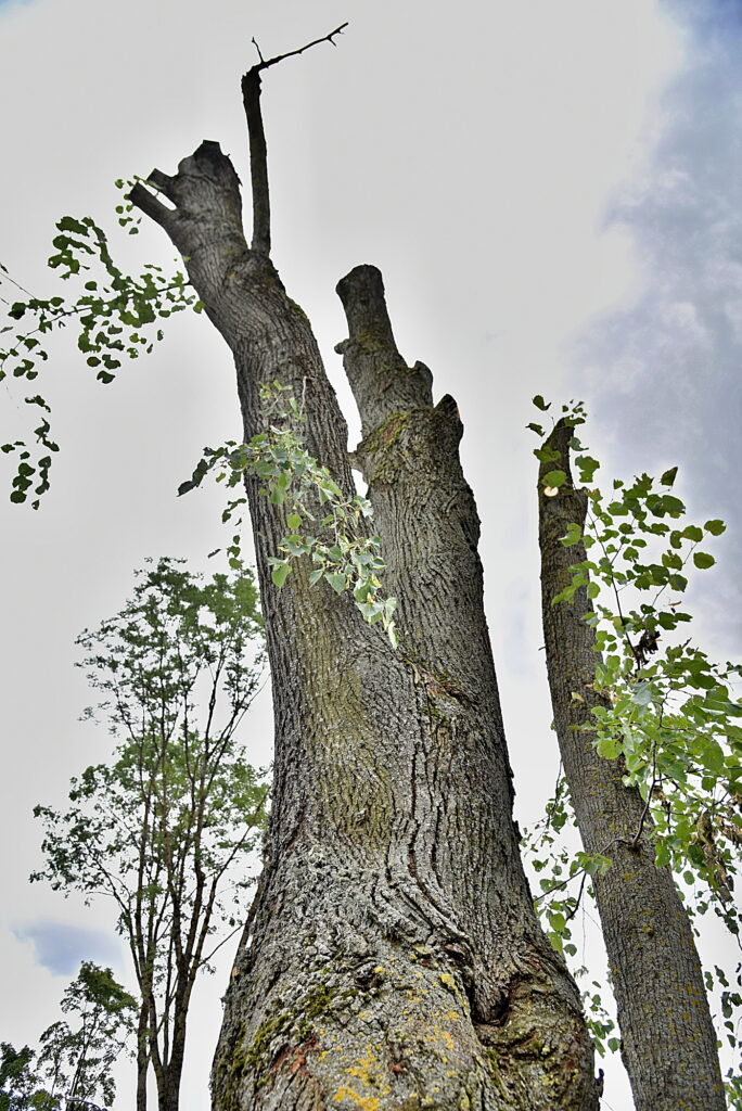Autors: Uldis Varnevičs