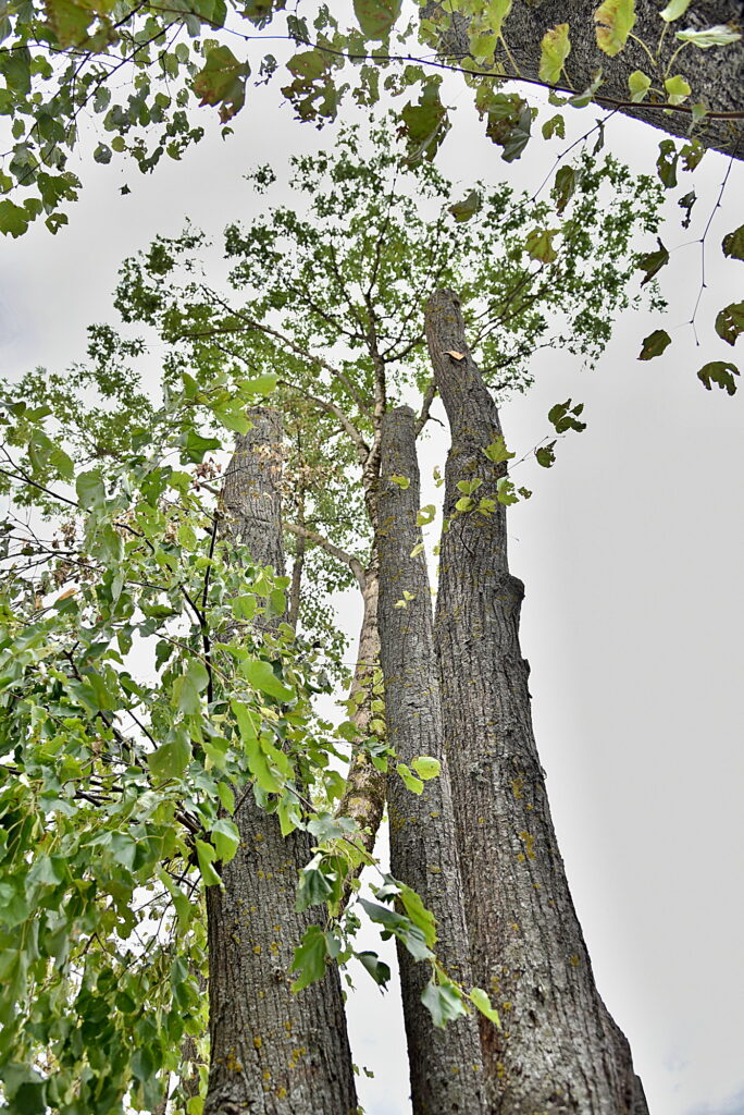 Autors: Uldis Varnevičs