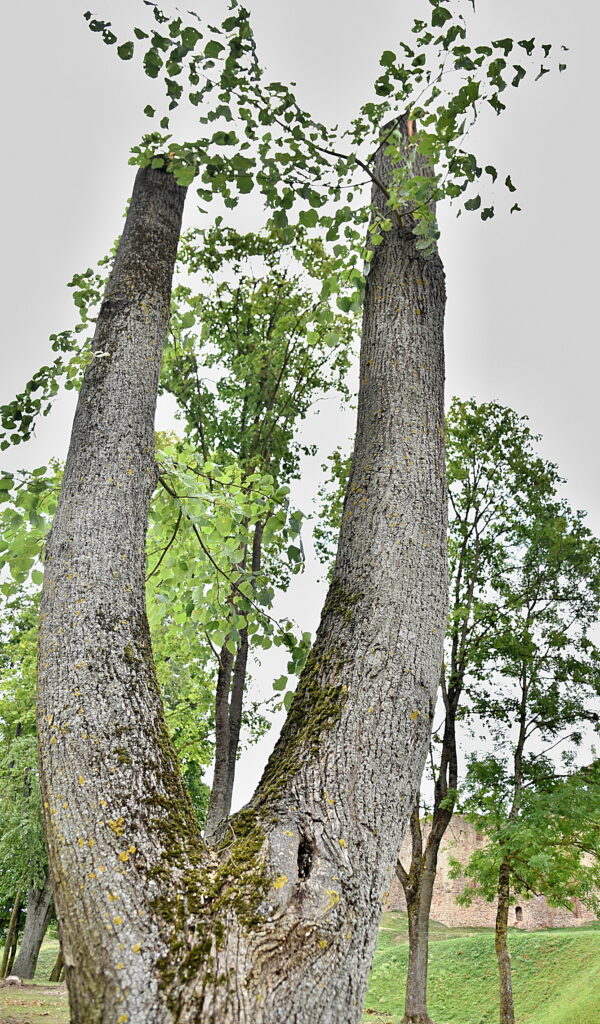 Autors: Uldis Varnevičs