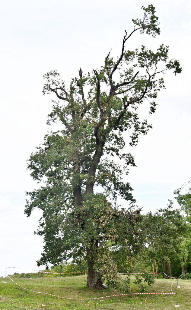 Autors: Uldis Varnevičs