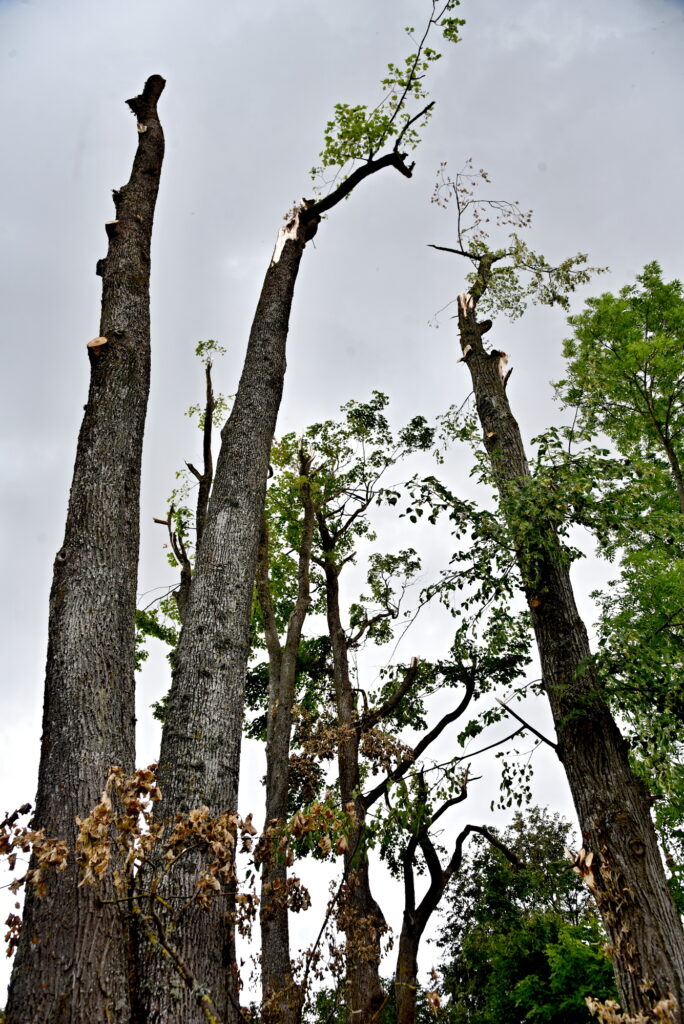 Autors: Uldis Varnevičs