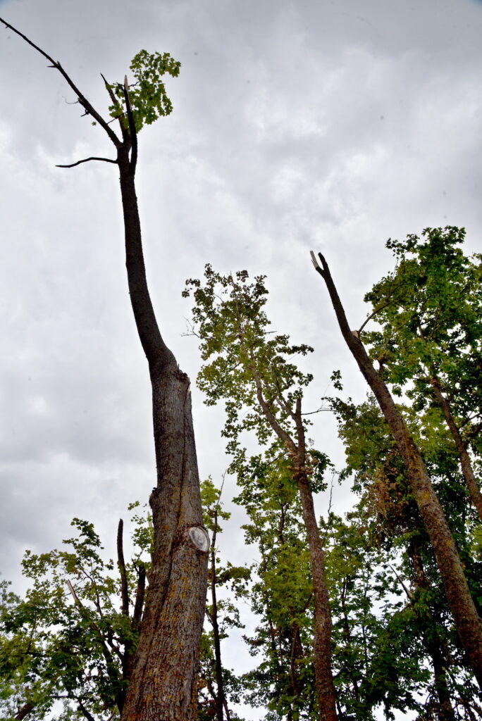 Autors: Uldis Varnevičs