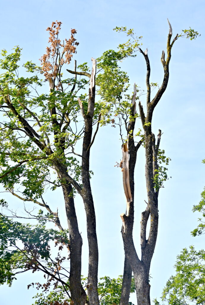 Autors: Uldis Varnevičs