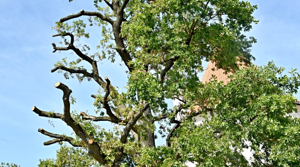 Autors: Uldis Varnevičs