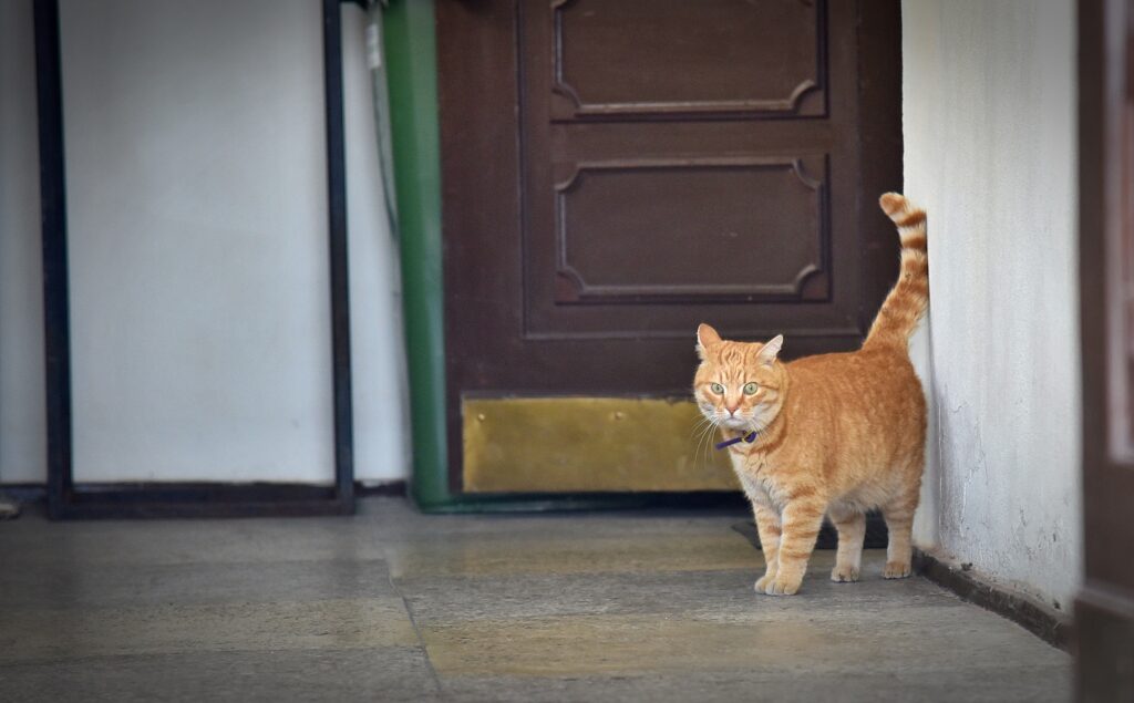 Autors: Uldis Varnevičs