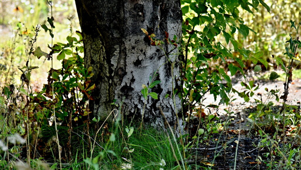 Autors: Uldis Varnevičs