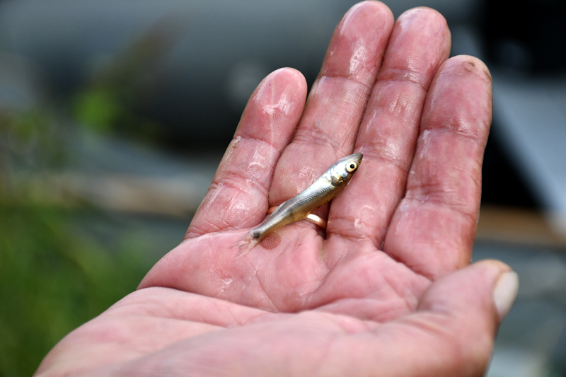 Autors: Ivars Bogdanovs