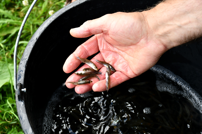 Autors: Ivars Bogdanovs