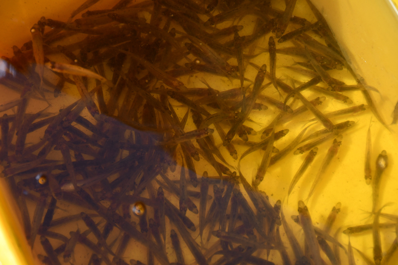 Autors: Ivars Bogdanovs