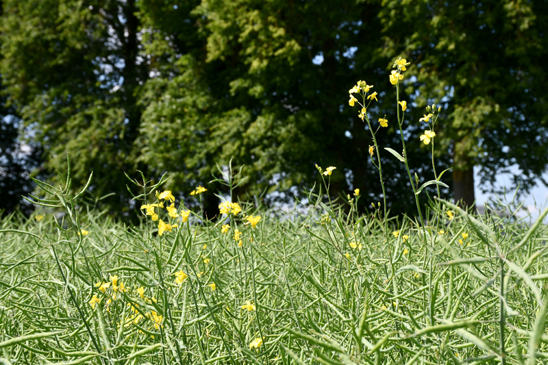 Autors: Ivars Bogdanovs