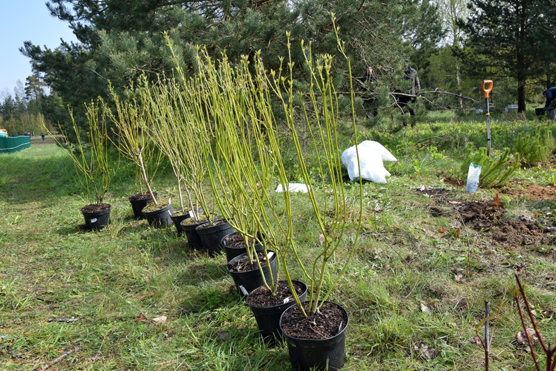 Autors: Māris Krūmiņš