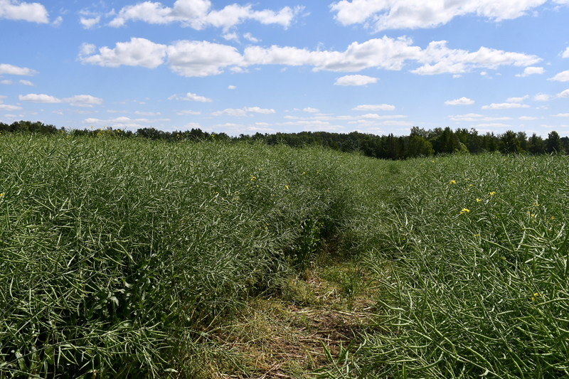 Autors: Ivars Bogdanovs