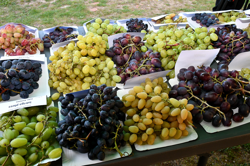 Autors: Ivars Bogdanovs