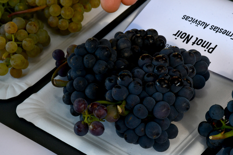 Autors: Ivars Bogdanovs