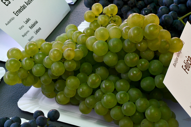 Autors: Ivars Bogdanovs