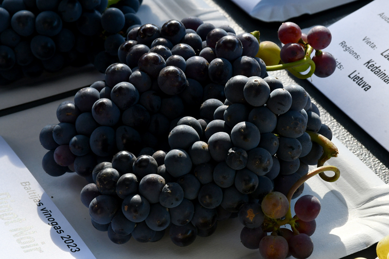 Autors: Ivars Bogdanovs