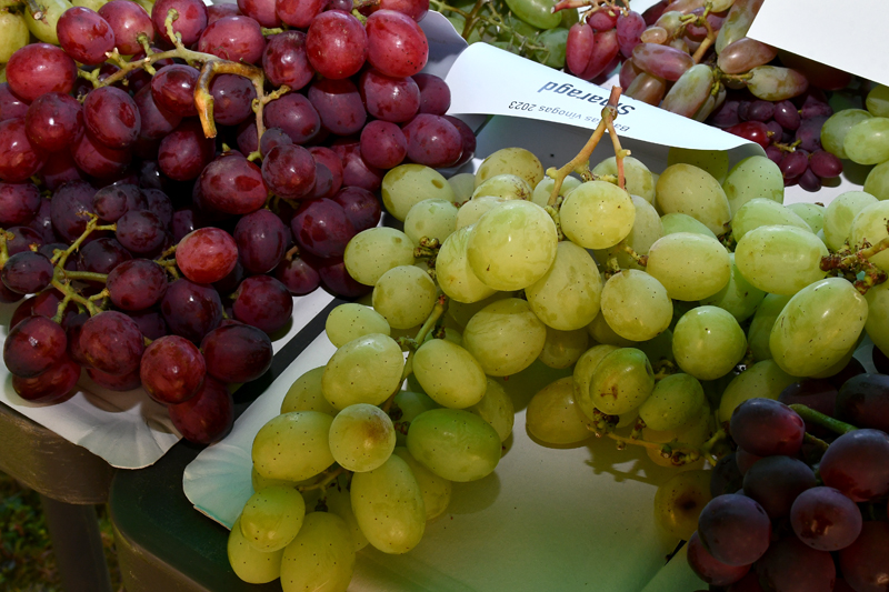 Autors: Ivars Bogdanovs