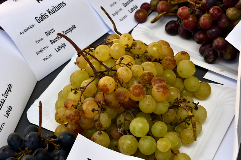 Autors: Ivars Bogdanovs