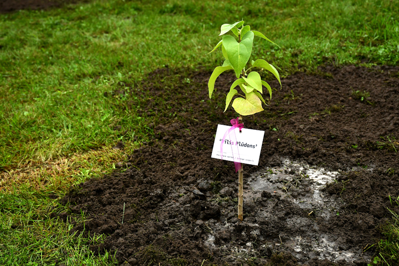 Autors: Ivars Bogdanovs