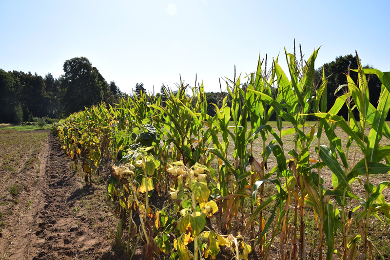 Autors: Māris Krūmiņš