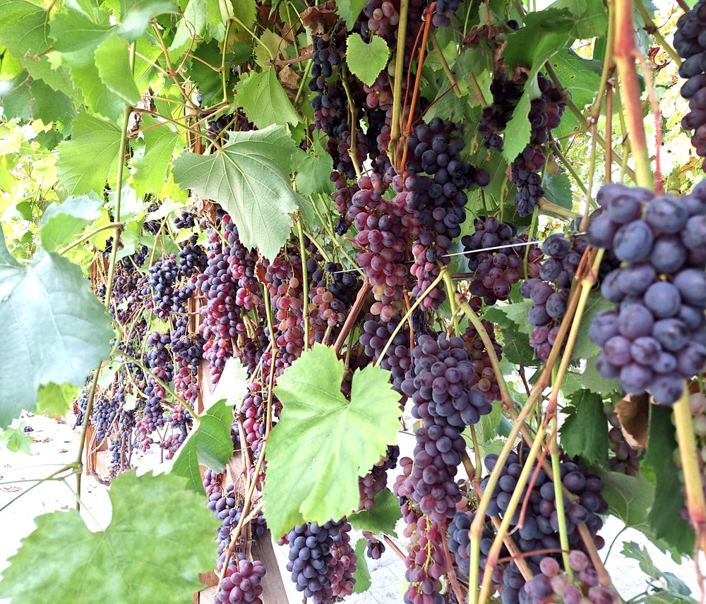 Amerikāņu bezsēklu ‘Faith’. 
Autors: Foto – Kristīne Sēnele